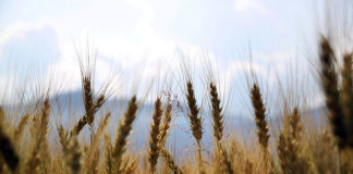 Duży wybór fungicydów na polskim rynku