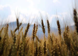 Duży wybór fungicydów na polskim rynku