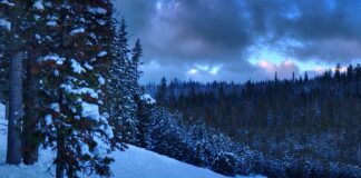 Czy po licencjacie ma się zawód?