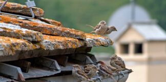 Co się stanie jak nie zdam obrony?