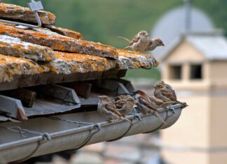 Co się stanie jak nie zdam obrony?