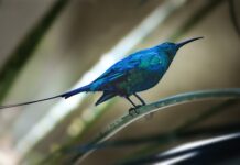 Kto dostaje kopie faktury?