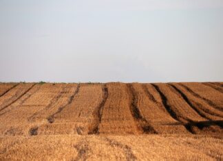 Dlaczego usunięto nk?