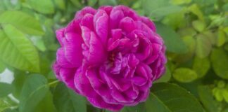 Czy ZUS pokrywa koszty leczenia w Niemczech?