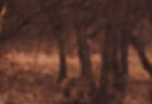 Na czym polega profesjonalna obsługa klienta podaj przykłady?