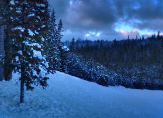 Co to znaczy licencjat?