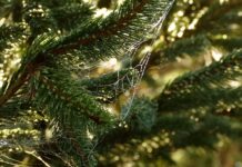 Co to są potrzeby wyższego rzędu?