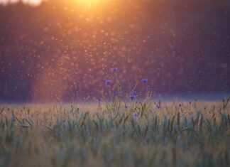 Za co punkty edukacyjne dla ratownika medycznego?