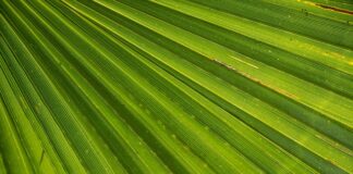 Jak się pisze spełnienie marzeń?