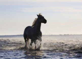 Co to są standardy jakości?