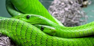 Jak zmienić skalę wymiarowania?