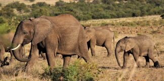 Jak sprawdzić przyrost followersów?