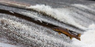 Czy BMS ogranicza prąd ładowania?