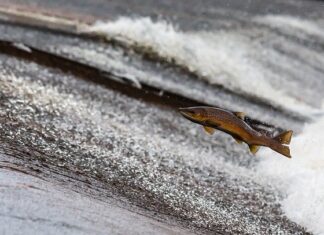Czy BMS ogranicza prąd ładowania?