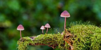 Jakie są rodzaje kosztorysów?