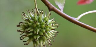 Co da likwidacja WIBOR?