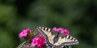 Co to rozdzielczość renderowania?