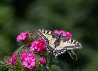 Co to rozdzielczość renderowania? Co to rozdzielczość renderowania?