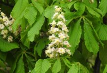 Ile kosztuje matura międzynarodowa?