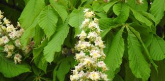 Ile kosztuje matura międzynarodowa?