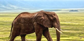 Jak wygląda obrona pracy doktorskiej?