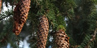 Gdzie sprawdzić która podstrona jest najczęściej odwiedzana?