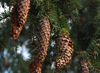 Gdzie sprawdzić która podstrona jest najczęściej odwiedzana?