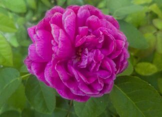 Czy ZUS wie o pracy za granicą?