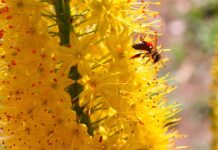 Jak zrobić pattern w Illustratorze?