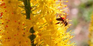 Jak zrobić pattern w Illustratorze?