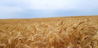 Jak wynegocjować niższą cenę auta?