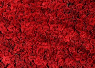 Czym się różni wyrejestrowanie od zbycia?